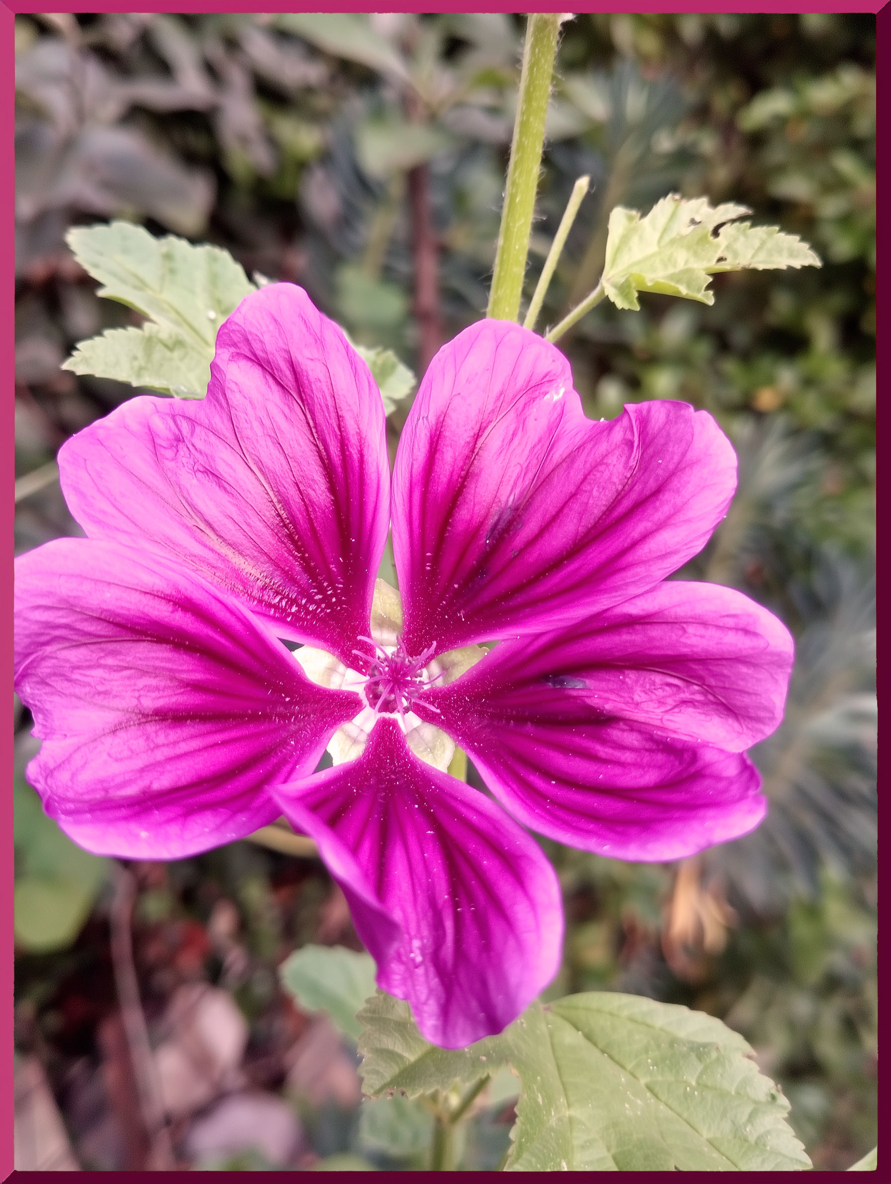 l'éclosion d'une mauve